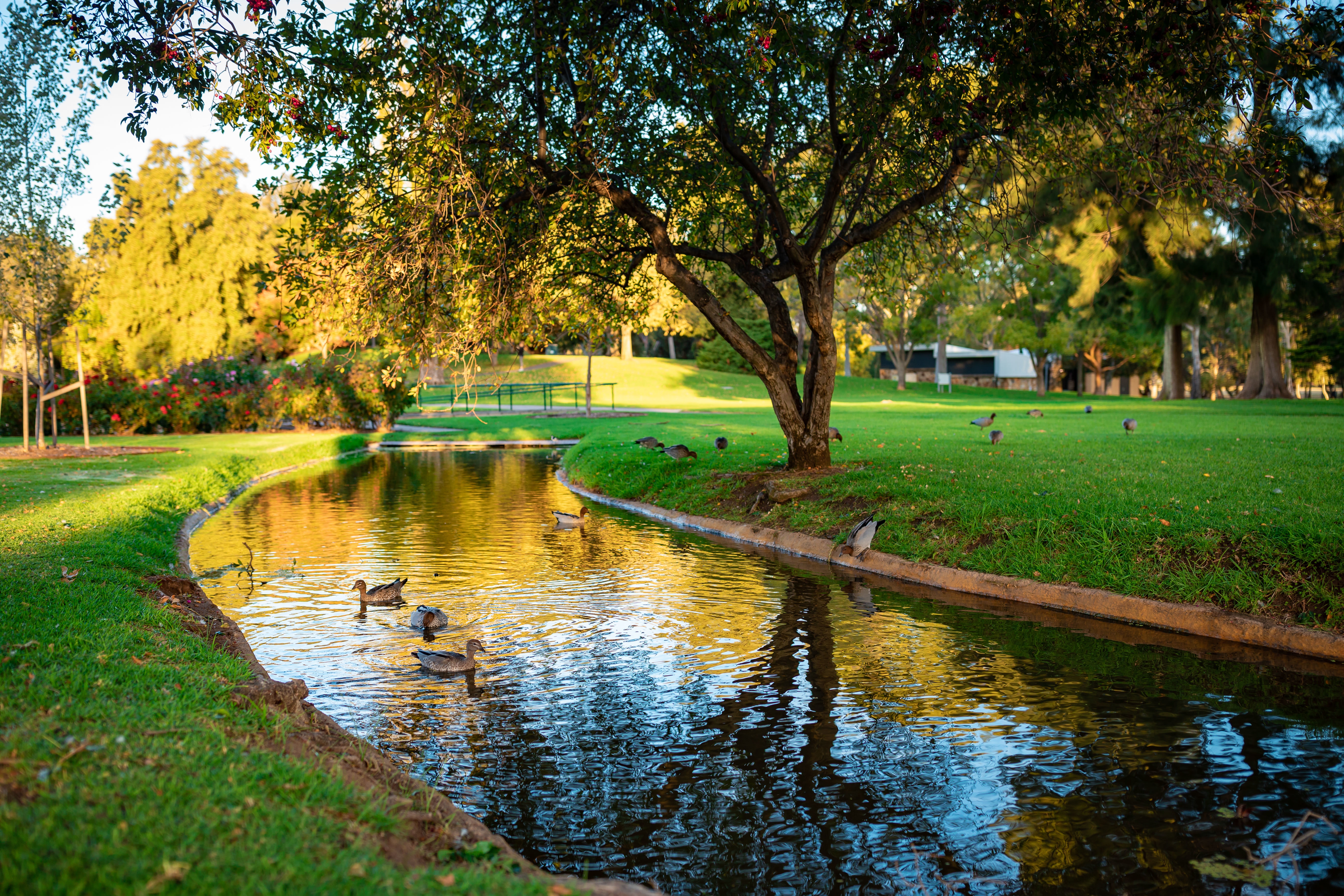 A beautiful shot of cute mallards swimming in a river